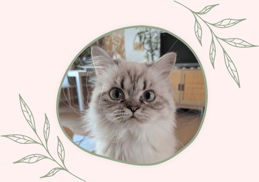 photo d'un chat gris au yeux bleu avec des grandes moustaches qui regarde la caméra