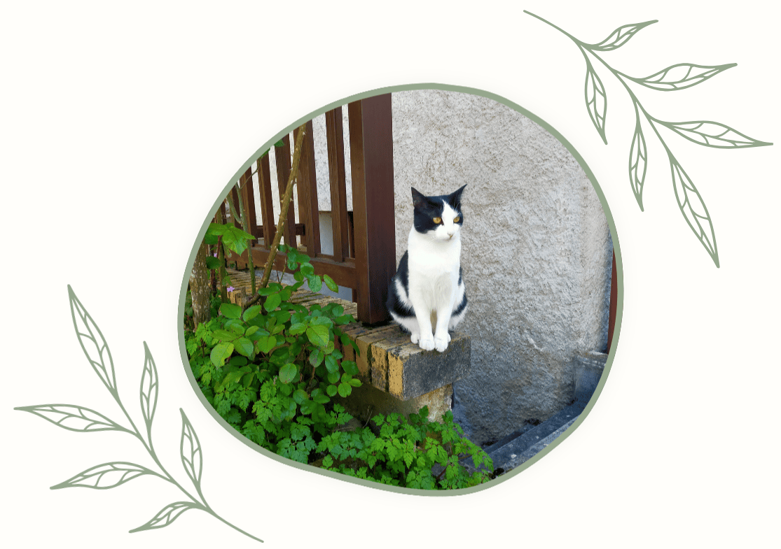 Photo d'un chat noir et blanc assis sur une marche d'escalier
