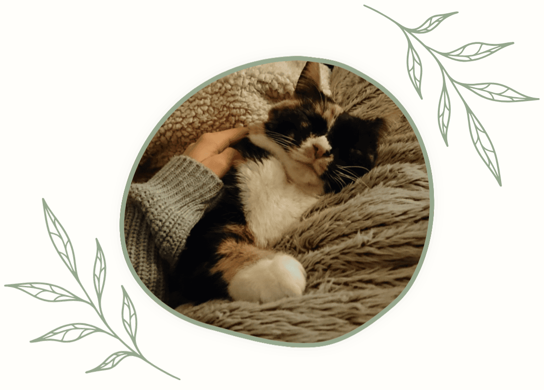 Photo d'un chat tricolore en train de dormir paisiblement tout en se faisait papouiller