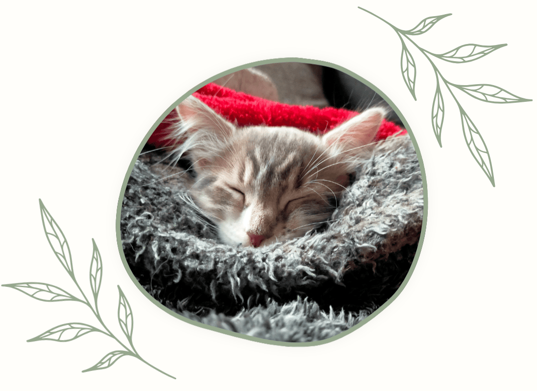 Photographie d'un chaton gris et blanc qui dort enroulé dans un plaid