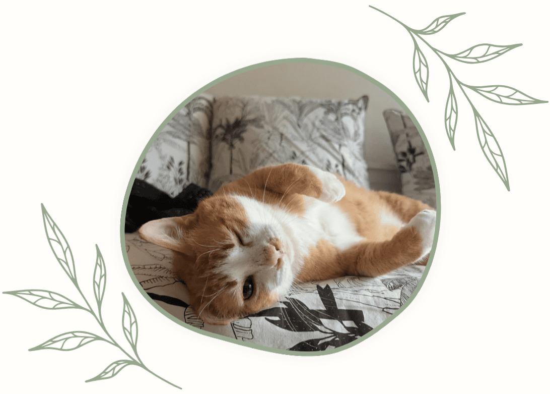 Photographie d'un chat roux allongé sur le dos en faisant un clin d'oeil à la caméra. Il s'appelle Juju !