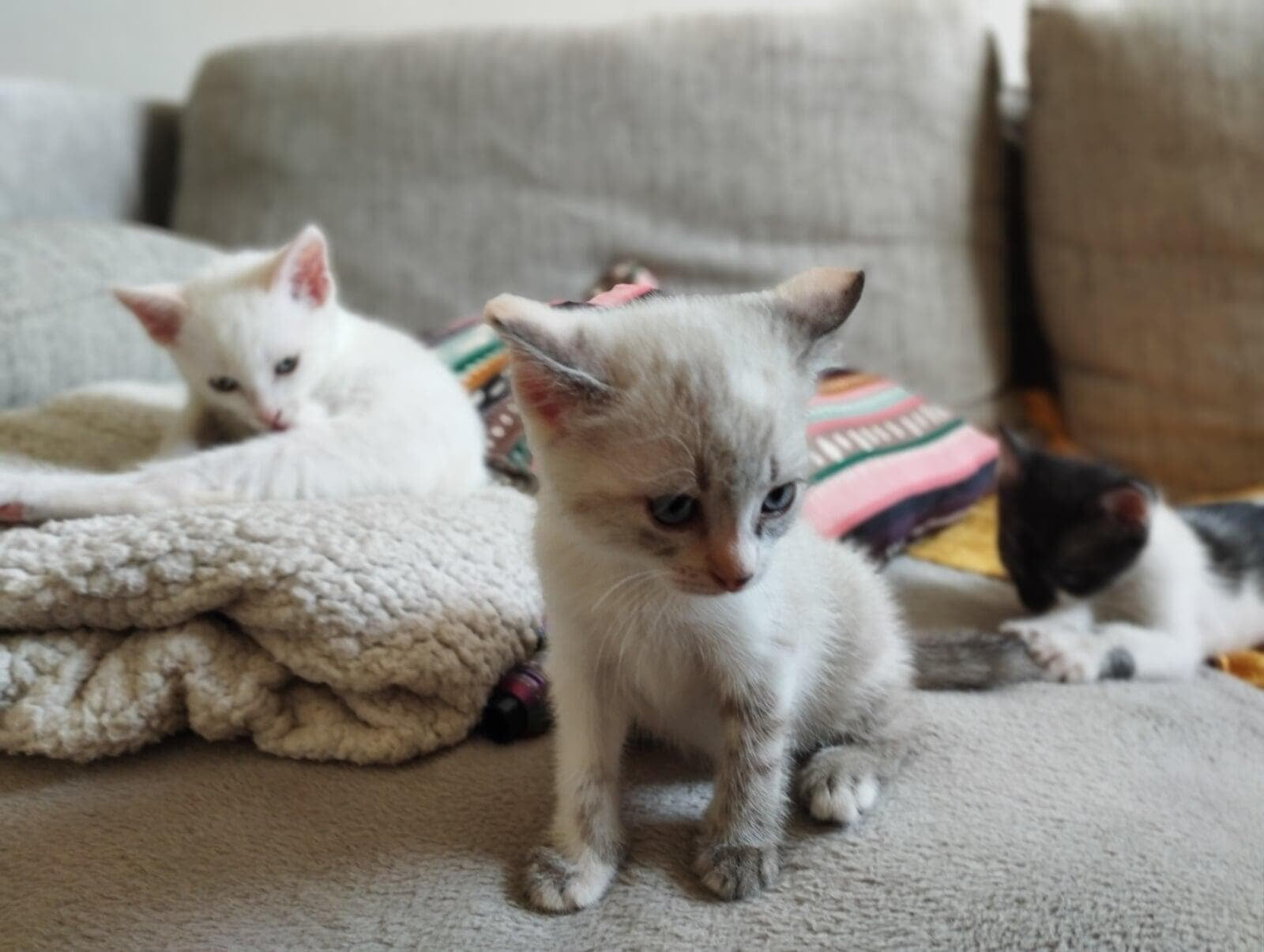 Les petits chats de Cosa